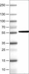 Nicotinate Phosphoribosyltransferase antibody, NBP2-52954, Novus Biologicals, Western Blot image 