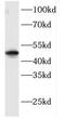 F-box only protein 8 antibody, FNab03050, FineTest, Western Blot image 