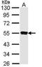 SS-A antibody, PA5-22294, Invitrogen Antibodies, Western Blot image 