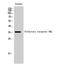 Olfactory Receptor Family 6 Subfamily Q Member 1 (Gene/Pseudogene) antibody, A14742, Boster Biological Technology, Western Blot image 