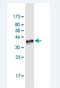 MAF BZIP Transcription Factor F antibody, H00023764-M02-100ug, Novus Biologicals, Western Blot image 