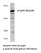 Cyclin B1 antibody, LS-C177972, Lifespan Biosciences, Western Blot image 