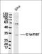 BCL2 Interacting Protein 3 antibody, orb155851, Biorbyt, Western Blot image 