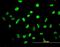 High Mobility Group Box 2 antibody, NBP1-69801, Novus Biologicals, Immunocytochemistry image 