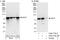 Ecdysoneless Cell Cycle Regulator antibody, A302-776A, Bethyl Labs, Western Blot image 