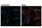 RAPH1 antibody, 91138S, Cell Signaling Technology, Immunofluorescence image 