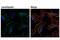 Ras-associated and pleckstrin homology domains-containing protein 1 antibody, 91138S, Cell Signaling Technology, Immunofluorescence image 