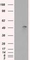 MTOR Associated Protein, Eak-7 Homolog antibody, NBP2-02352, Novus Biologicals, Western Blot image 