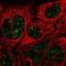 Mediator Complex Subunit 7 antibody, NBP2-57915, Novus Biologicals, Immunofluorescence image 