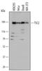 TSC Complex Subunit 2 antibody, MAB40401, R&D Systems, Western Blot image 