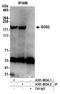 SOS Ras/Rho Guanine Nucleotide Exchange Factor 2 antibody, A301-893A, Bethyl Labs, Immunoprecipitation image 