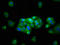 Potassium Voltage-Gated Channel Subfamily J Member 10 antibody, LS-C369853, Lifespan Biosciences, Immunofluorescence image 
