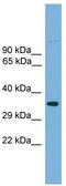 Transcription factor AP-4 antibody, TA329962, Origene, Western Blot image 