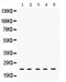 RAP1A, Member Of RAS Oncogene Family antibody, PA5-79914, Invitrogen Antibodies, Western Blot image 