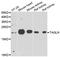 Transgelin antibody, abx005184, Abbexa, Western Blot image 