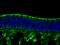 Receptor Accessory Protein 6 antibody, 12088-1-AP, Proteintech Group, Immunofluorescence image 