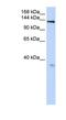 Anoctamin 3 antibody, NBP1-70410, Novus Biologicals, Western Blot image 