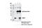 Ubiquitin Conjugating Enzyme E2 T antibody, 12992S, Cell Signaling Technology, Immunoprecipitation image 