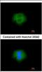 Calpain 2 antibody, NBP2-15675, Novus Biologicals, Immunocytochemistry image 