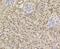 Transportin 3 antibody, NBP2-75685, Novus Biologicals, Immunohistochemistry paraffin image 