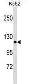 Protocadherin Alpha 2 antibody, LS-C158547, Lifespan Biosciences, Western Blot image 