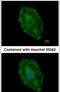 Aspartoacylase antibody, PA5-29180, Invitrogen Antibodies, Immunofluorescence image 