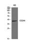 CD244 Molecule antibody, STJ97310, St John