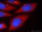 Transmembrane Protein 59 antibody, 24134-1-AP, Proteintech Group, Immunofluorescence image 
