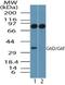 Lymphocyte Antigen 6 Family Member G6F antibody, NBP2-24668, Novus Biologicals, Western Blot image 