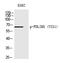 PDZ And LIM Domain 5 antibody, P03763, Boster Biological Technology, Western Blot image 