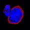 Integrin Subunit Alpha 2b antibody, MAB41181, R&D Systems, Immunocytochemistry image 