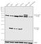 Autophagy Related 12 antibody, 702433, Invitrogen Antibodies, Western Blot image 