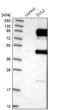 Dishevelled Segment Polarity Protein 2 antibody, NBP1-87550, Novus Biologicals, Western Blot image 