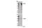 Valosin Containing Protein Interacting Protein 1 antibody, 88153S, Cell Signaling Technology, Western Blot image 