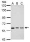 Zinc Finger Protein 649 antibody, GTX121655, GeneTex, Western Blot image 