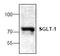 Solute Carrier Family 5 Member 1 antibody, AP00343PU-N, Origene, Western Blot image 