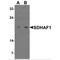 Succinate Dehydrogenase Complex Assembly Factor 1 antibody, MBS150667, MyBioSource, Western Blot image 