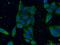 Afamin antibody, 66113-1-Ig, Proteintech Group, Immunofluorescence image 