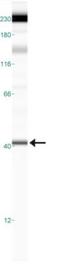 Formyl Peptide Receptor 1 antibody, NB100-56473, Novus Biologicals, Western Blot image 