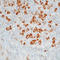 Immunoglobulin Kappa Constant antibody, LS-C88732, Lifespan Biosciences, Immunohistochemistry frozen image 