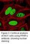 Peroxisome Proliferator Activated Receptor Gamma antibody, LS-C47203, Lifespan Biosciences, Immunofluorescence image 