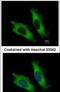 Eukaryotic Translation Initiation Factor 4A2 antibody, PA5-27431, Invitrogen Antibodies, Immunofluorescence image 