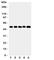 Sphingosine Kinase 1 antibody, R31103, NSJ Bioreagents, Western Blot image 