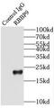 RB Binding Protein 9, Serine Hydrolase antibody, FNab07154, FineTest, Immunoprecipitation image 