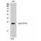 Prostaglandin E Synthase 3 antibody, LS-C381269, Lifespan Biosciences, Western Blot image 