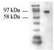 TG2 antibody, 90021, QED Bioscience, Western Blot image 