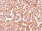 Tubulin Gamma Complex Associated Protein 2 antibody, LS-C185479, Lifespan Biosciences, Immunohistochemistry frozen image 