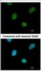 CCR4-NOT Transcription Complex Subunit 3 antibody, NBP2-15928, Novus Biologicals, Immunocytochemistry image 