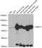 Matrix Metallopeptidase 11 antibody, GTX54369, GeneTex, Western Blot image 