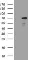 Zinc Finger Protein 449 antibody, MA5-27013, Invitrogen Antibodies, Western Blot image 